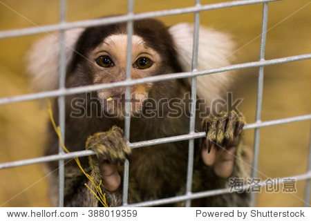 white ear marmoset monkey looks from inside a cage soft focus