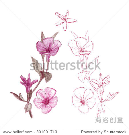 spring flower - periwinkle - vinca - hand drawing