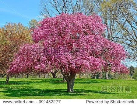 a mature flowering crabapple tree at dawes arboretum ohio.