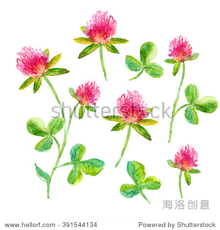 手绘苜蓿花的茎与叶浪漫的背景,卡或装饰