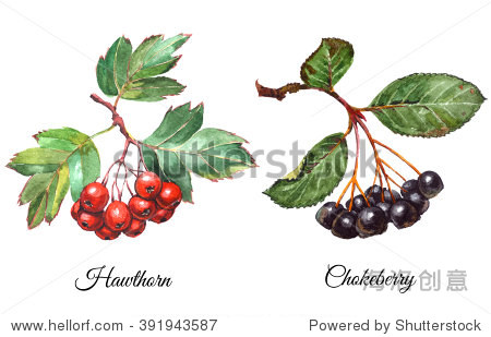 set of watercolor realistic paintings - aronia berries (choke