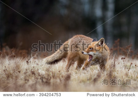 red fox with open muzzle and scared expression in yellow grass