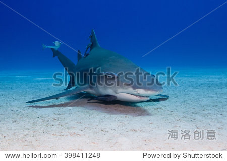 lemon shark with remoras close to the sand in clear blue water.