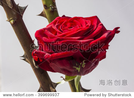 stems with thorns and red roses in a clear message do not touch