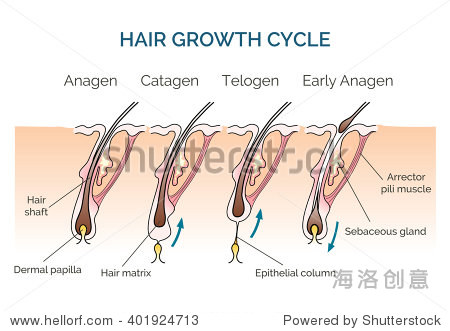 头发生长周期。发周期,科学阶段的头发,人类头