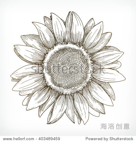 sunflower sketch hand drawing vector illustration