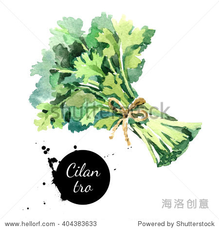 水彩手绘香菜.孤立的生态自然食物草药插图在白色背景