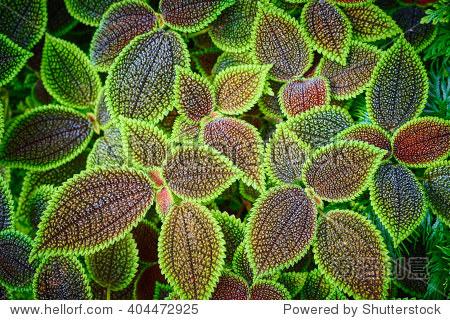 plantwithshedsonfoliagepileamolliseasygrowinghouseplant