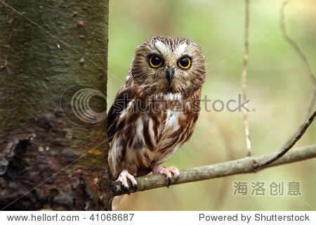 northern saw-whet owl perching in a tree.