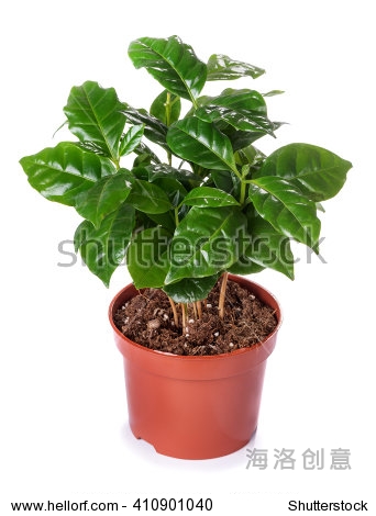 potted plant the coffee tree isolated on white background