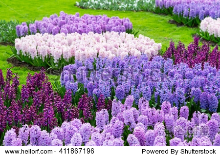colorful purple and lilac hyacinth flowers blossom in dutch