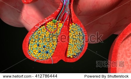 pituitary gland endocrine cells 3d illustration