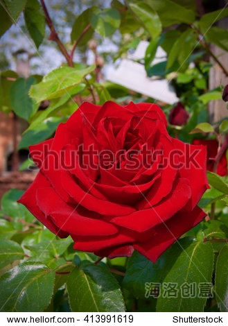 background with red rose large - 站酷海洛正版图片