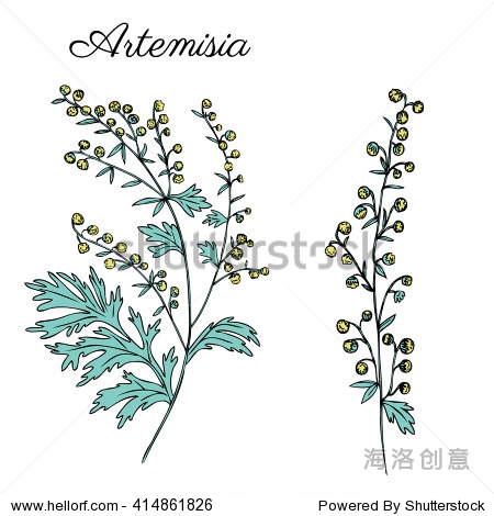 artemisia absinthium wormwood hand drawn vector ink colorful