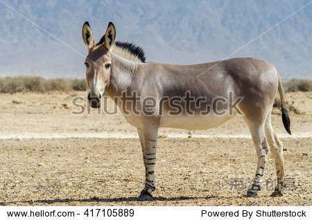 非洲索马里的野生驴(马属)是居住在以色列自然保护区附近著名的度假胜地--城市埃拉特。这个物种在自然和人工都是极其罕见的-动物\/野生生物,自然-海洛创意正版图片,视频,音乐素材交易平台-Shutterstock中国独家合作伙伴-站酷旗下品牌