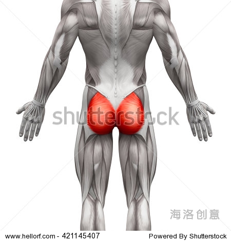 臀大肌和臀大肌-肌肉解剖孤立在白色的3 d演示