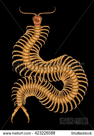 3d illustration of golden centipede isolated on black.