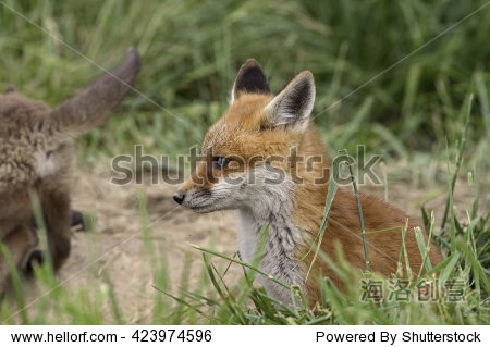 年轻的红狐狸窝。红狐狸是最大的食肉类的真正