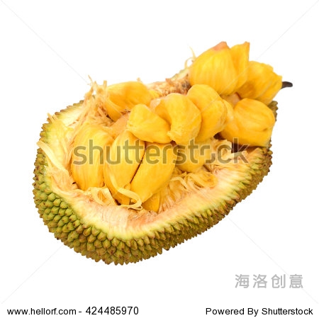 a of family moraceae and same genus as breadfruit and jackfruit