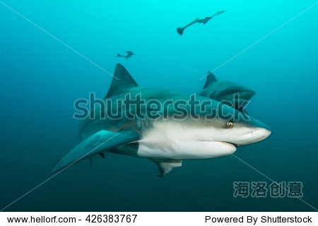 giant bull shark / zambezi shark swimming in deep
