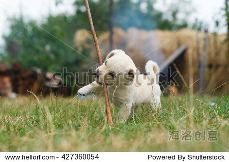 very cute puppy lying on green grass chewing his favorite stick.