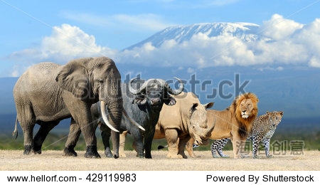 big five africa - lion elephant leopard buffalo and rhinoceros