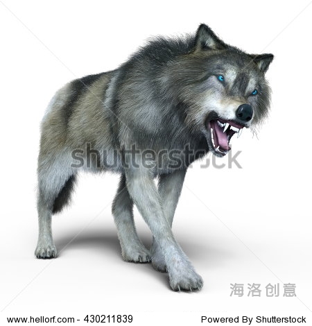3d cg rendering of a wolf