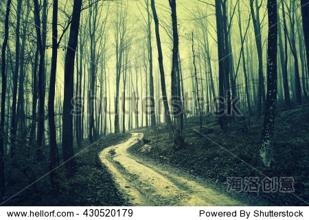 可怕的雾蒙蒙的深棕色的森林。森林景观道路。