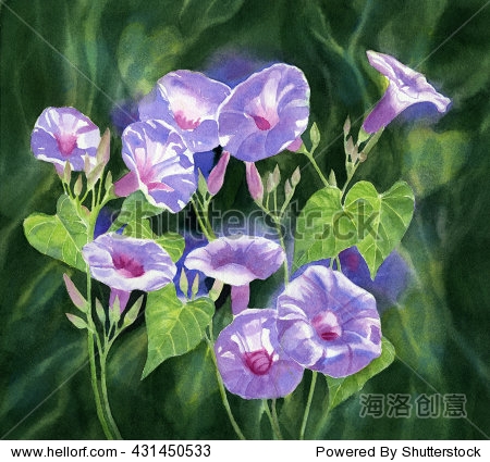 watercolor painting of lavender morning glories sunlit with