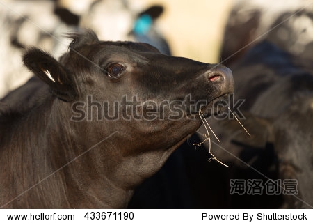 的近距离照片黑安格斯牛在农场在西方新南威尔