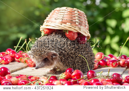 cute young hedgehog atelerix albiventris among berries on a back