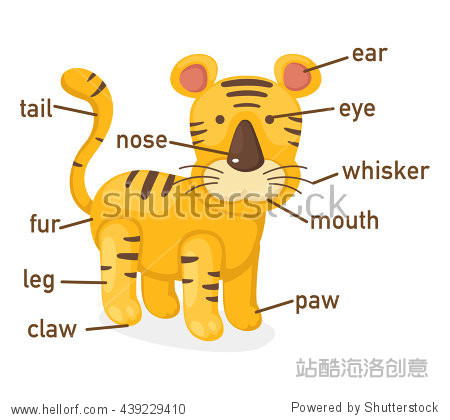 illustration of tiger vocabulary part of body