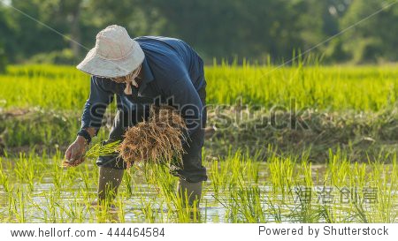 farmer"re people that work very hard to get rice to thai people