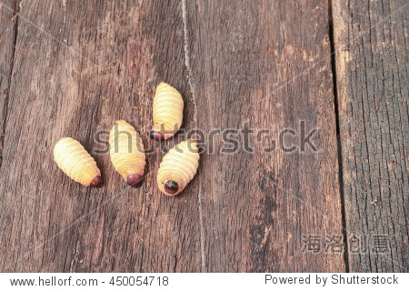 西米甲虫蠕虫,红棕象(Rhynchophorus ferrugine