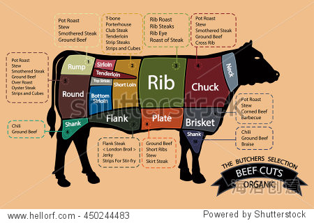 american cuts of beef meat. eps10.