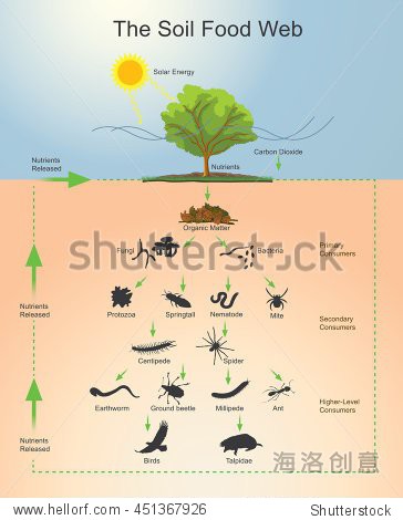 the soil food web is the community of organisms living all or