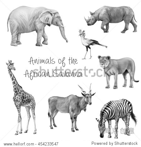african savanah: lioness elephant rhinoceros giraffe antelope
