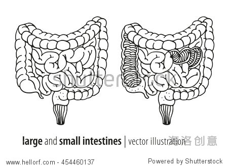 large and small intestines vector illustration section human
