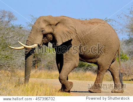 elephant crossing the road kruger national park