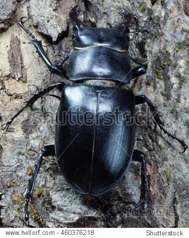 macro imago caucasian stag beetle on the bark of