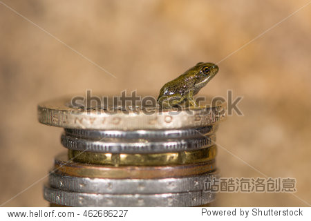 common frog (rana temporaria) froglet on stack of