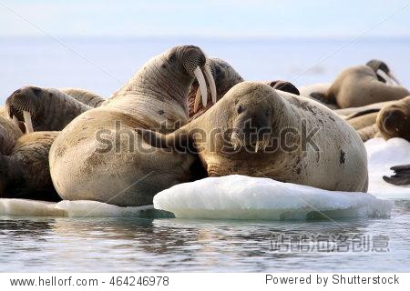 herd on walruses on ice floe in canada