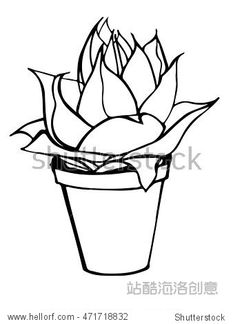 hand drawing plant succulent