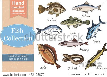 collection: dorado fish eel tuna salmon halibut herring sea bass