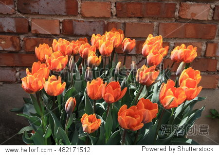 tulips spring bulbs grown in pots.