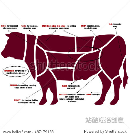 vector diagram of cuts of beef