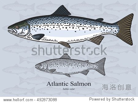 atlantic salmon. vector illustration for artwork