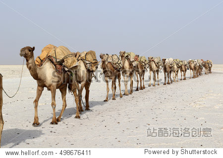 camels caravan carrying salt in africa"s danakil