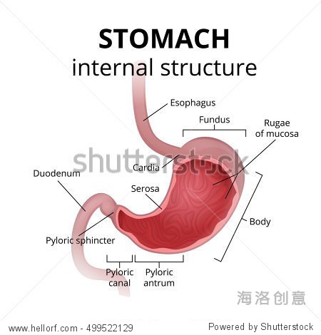 the anatomy of the human stomach a medical poster