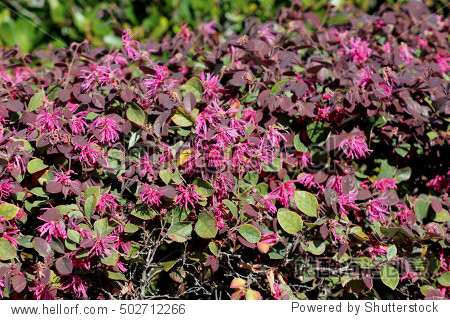 shrub with elliptic leaves and clusters of pink to red flowers